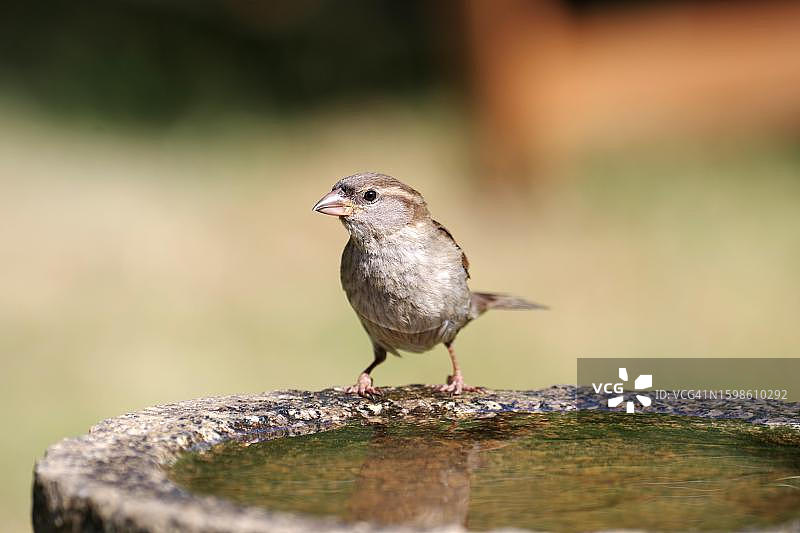 特写：雌性家麻雀在水中饮用，德国图片素材