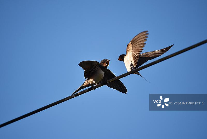 普通家燕在德国喂雏鸟图片素材