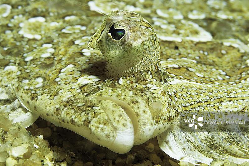 大菱鲆，科西嘉岛，法国，地中海图片素材