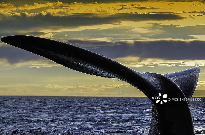 南露脊鲸尾叶，瓦尔德斯半岛，大西洋，巴塔哥尼亚，阿根廷图片素材