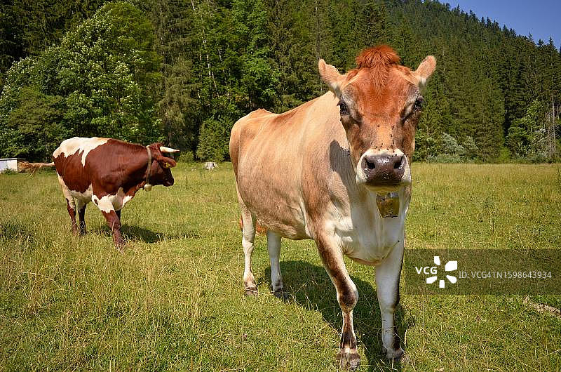 德国巴伐利亚鲁波尔丁附近基姆高的勒特尔莫斯阿尔姆的奶牛图片素材