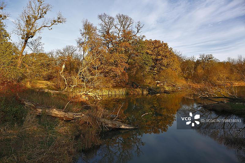德国易北河中段牛轭湖秋季古老橡树图片素材