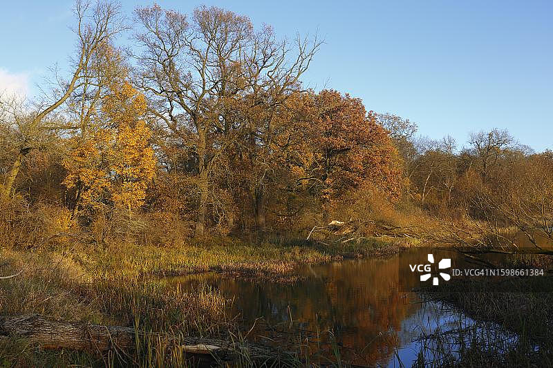 德国易北河中段牛轭湖秋季古老橡树图片素材