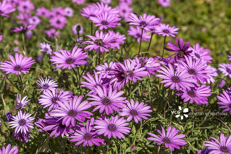 海角篮（Osteospermum ecklonis），德国莱茵兰-普法尔茨图片素材