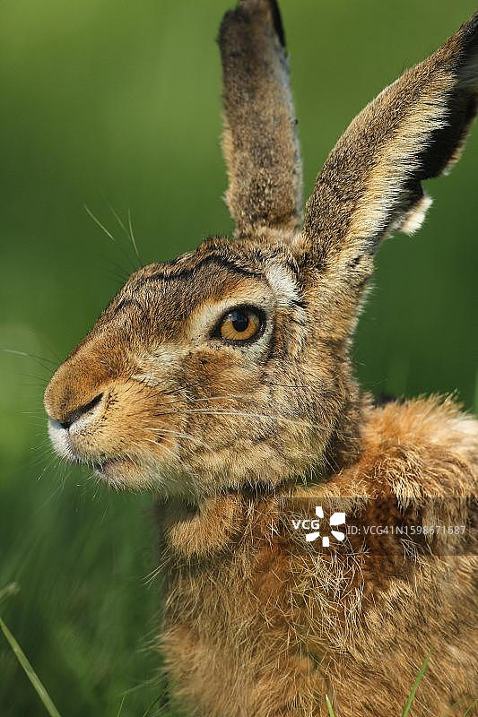 德国巴伐利亚阿尔高地区的欧洲野兔肖像图片素材