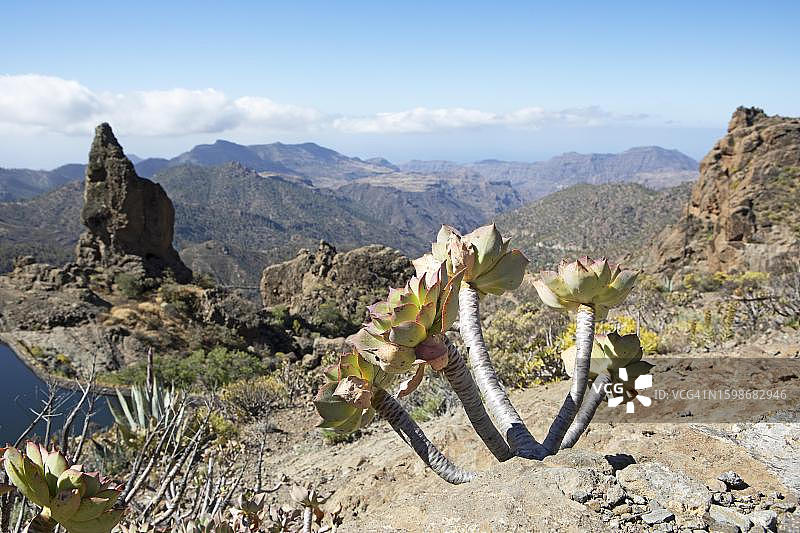 莲花掌属植物，西班牙加那利群岛大加那利岛拉斯帕尔马斯省特赫达火山口图片素材