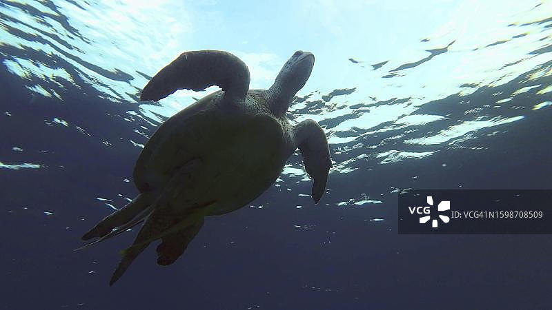 清晨阳光下，在埃及红海海面游泳的绿海龟剪影图片素材