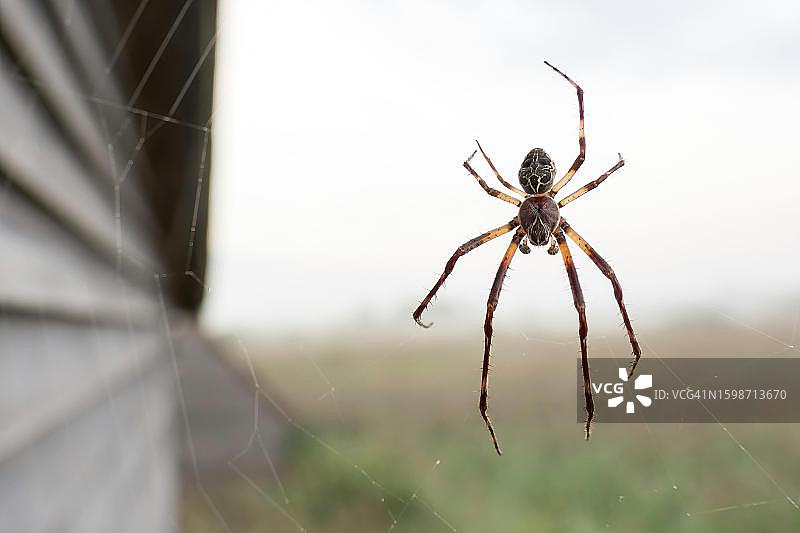 桥蛛（Larinioides sclopetarius），在网上，德国巴登-符腾堡巴德布豪费德湖图片素材