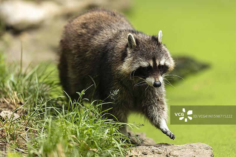 浣熊（Procyon lotor）觅食，德国图片素材