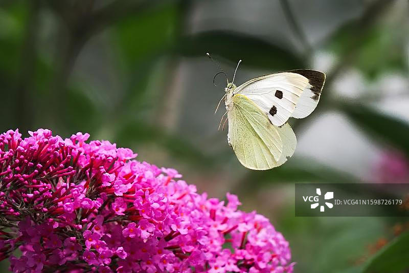 菜粉蝶飞向蝴蝶灌木花朵图片素材