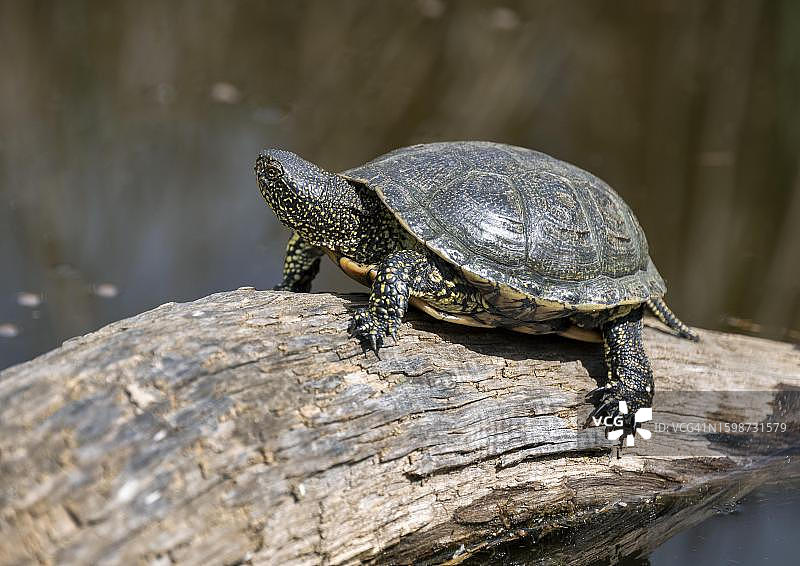 德国，树干上的欧洲泽龟图片素材