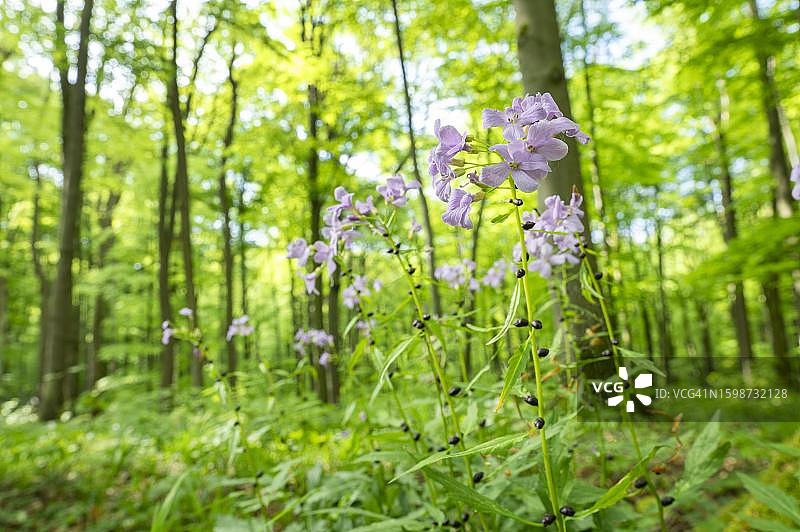 盛开的大花碎米荠图片素材