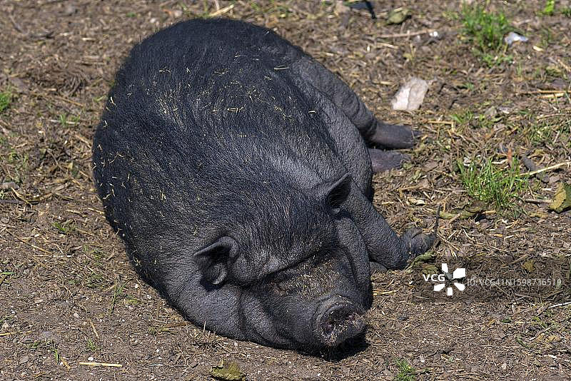 睡觉的大肚猪，德国梅克伦堡-前波莫瑞州图片素材