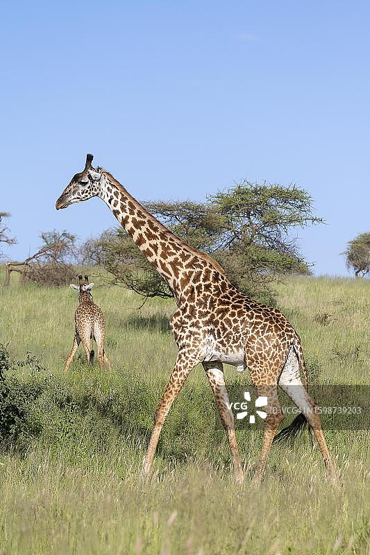 塞伦盖蒂国家公园的两只马赛长颈鹿图片素材