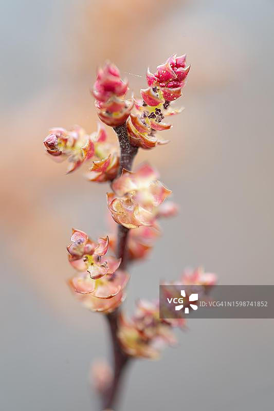 沼泽香桃木雄花特写，德国下萨克森图片素材