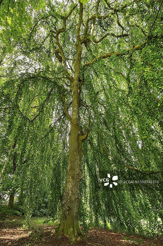 德国巴伐利亚阿尔高地区的夏季山毛榉树图片素材