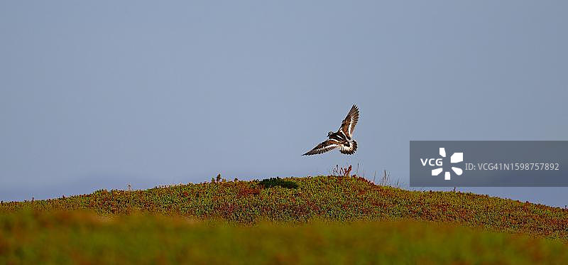 展翅飞翔的翻石鹬图片素材