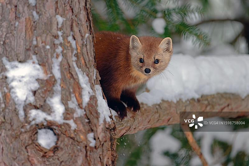 加拿大安大略省雪地树枝上的美洲貂图片素材