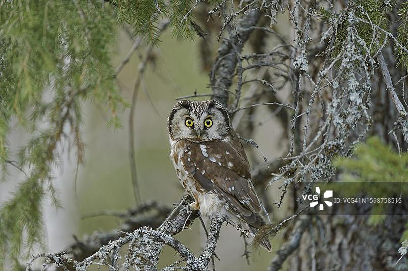 鬼鸮栖息在芬兰北部树枝上向前看图片素材