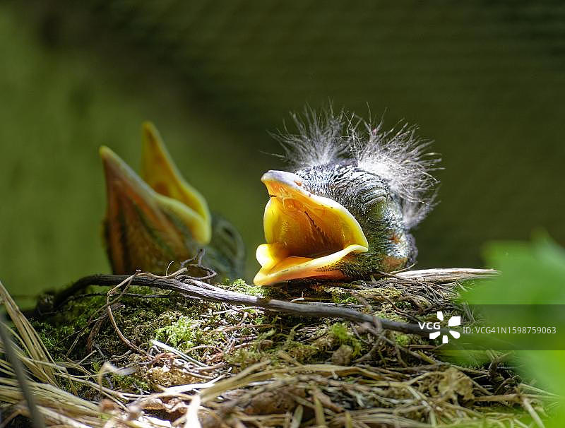 雏鸟，雏鸟(Turdus merula)在巢中，几天大，萨克森，德国图片素材