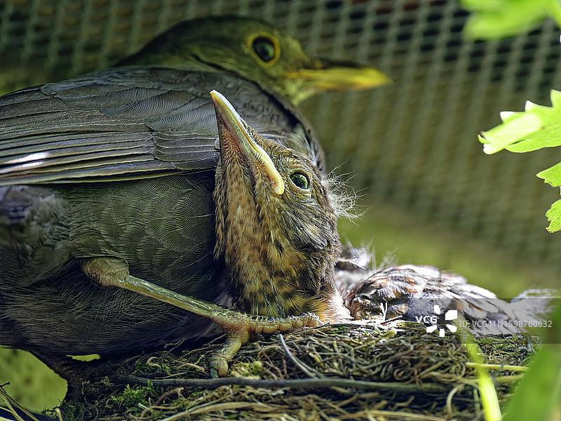 德国萨克森，鸟巢中的雌性乌鸫和雏鸟（Turdus merula）图片素材