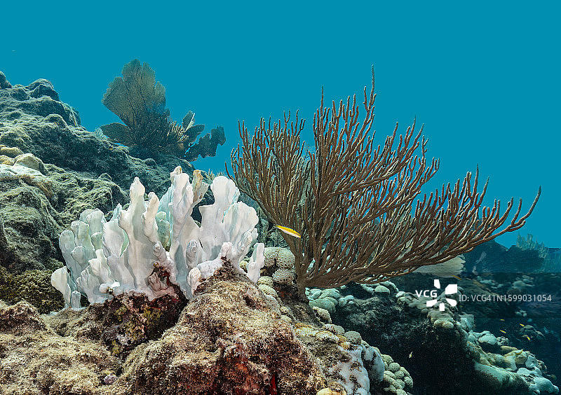 鹿角珊瑚白化图片素材