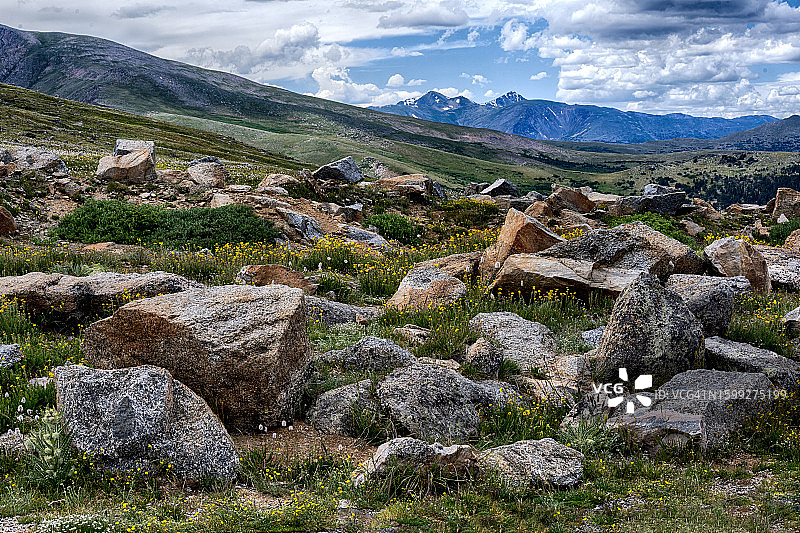 埃文斯山苔原花图片素材