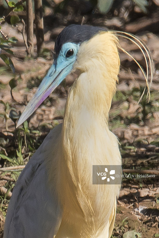 白颈鹭特写图片素材