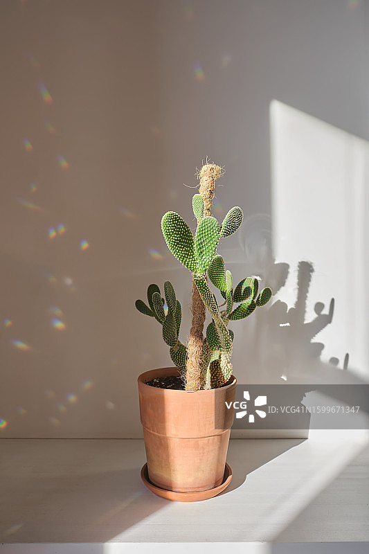 阳光下的仙人掌图片素材