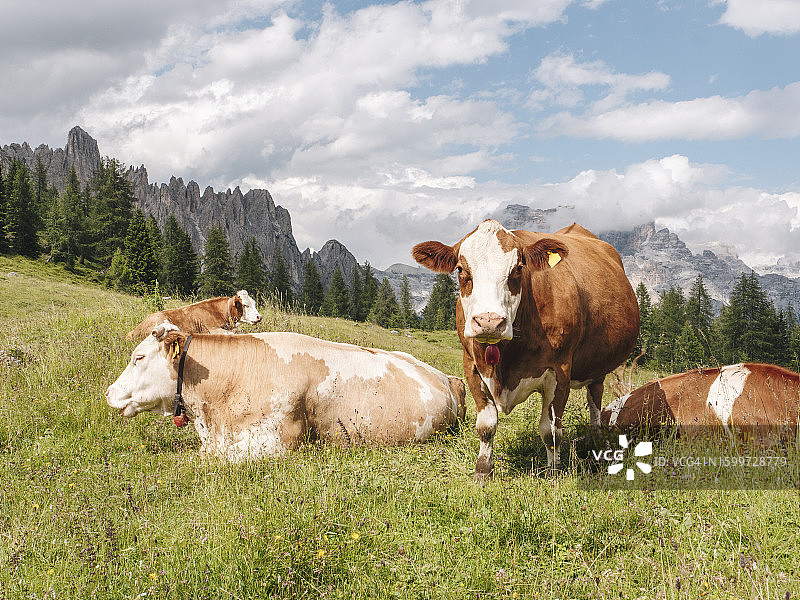 意大利多洛米蒂山脉的阿尔卑斯牛图片素材