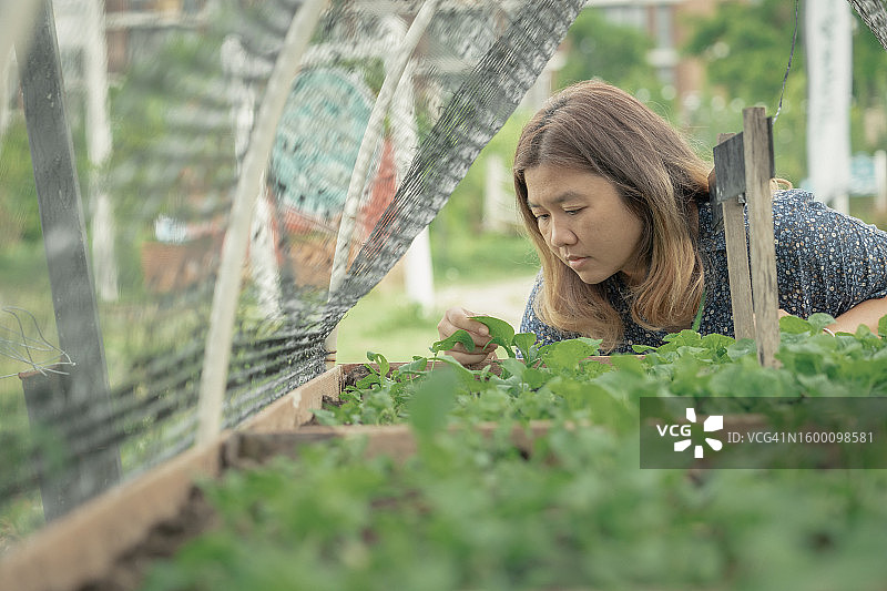 亚洲女农民在有机蔬菜农场进行质量控制图片素材