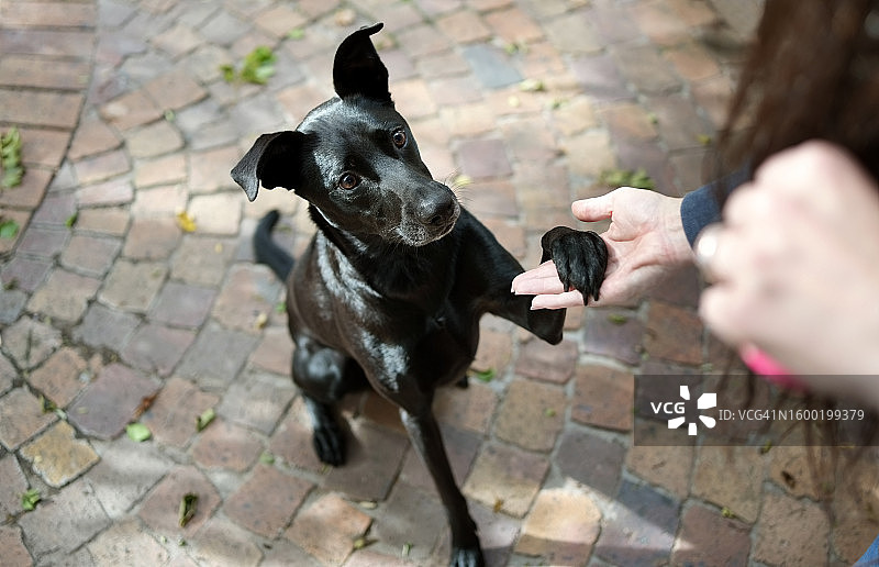 黑狗在户外与女人训练时握爪图片素材