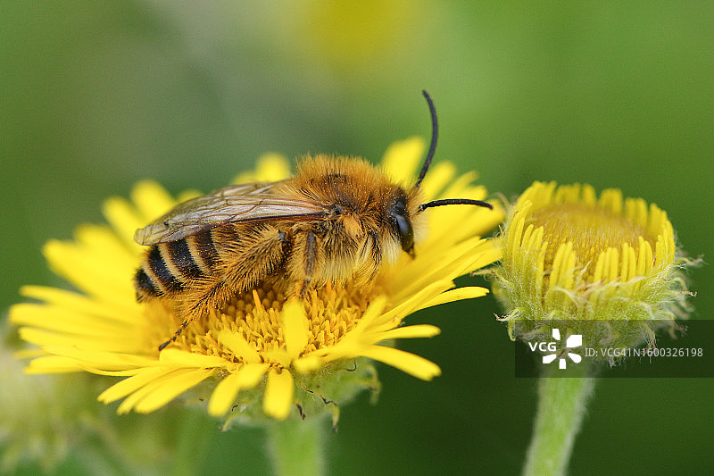 毛腿蜂Dasypoda hirtipes在普通小飞蓬野花上授粉图片素材