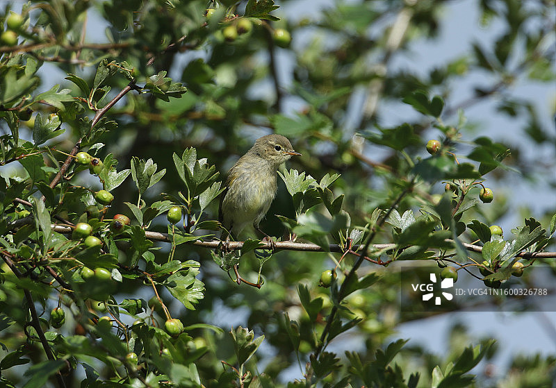 栖息在山楂树枝上的可爱小鸟图片素材