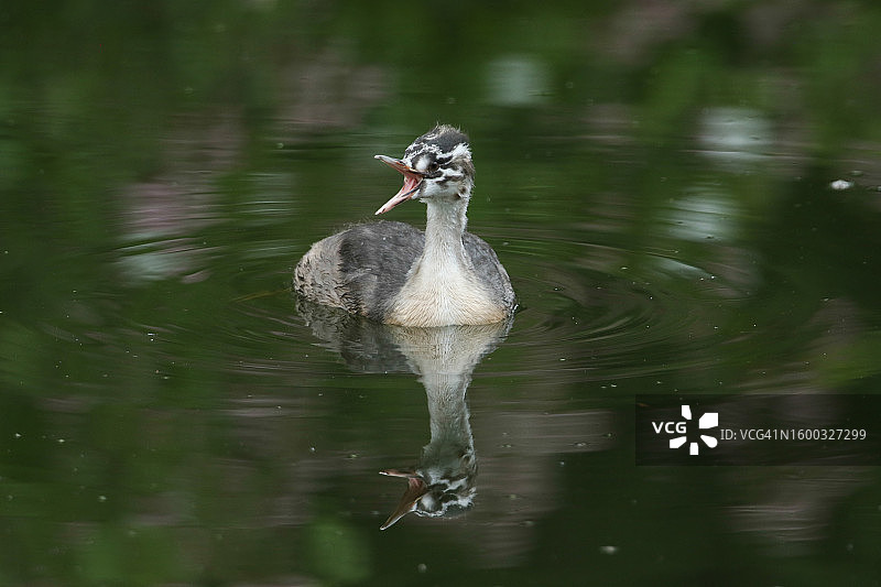 在湖中游泳的凤头䴙䴘幼鸟，呼唤亲鸟喂食图片素材