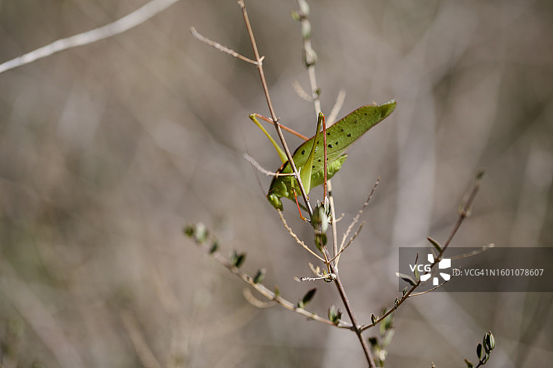 戴维斯堡-戴维斯山州立公园植物上的32点Katydid图片素材