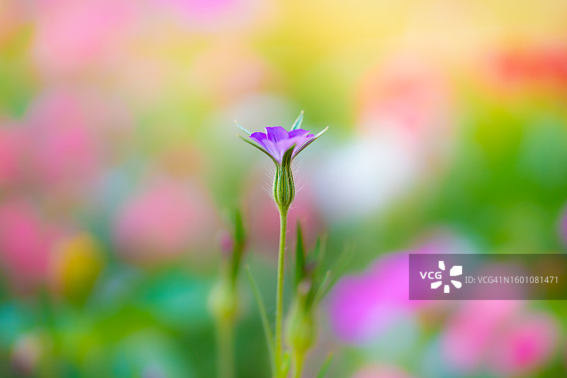 紫色开花植物特写图片素材
