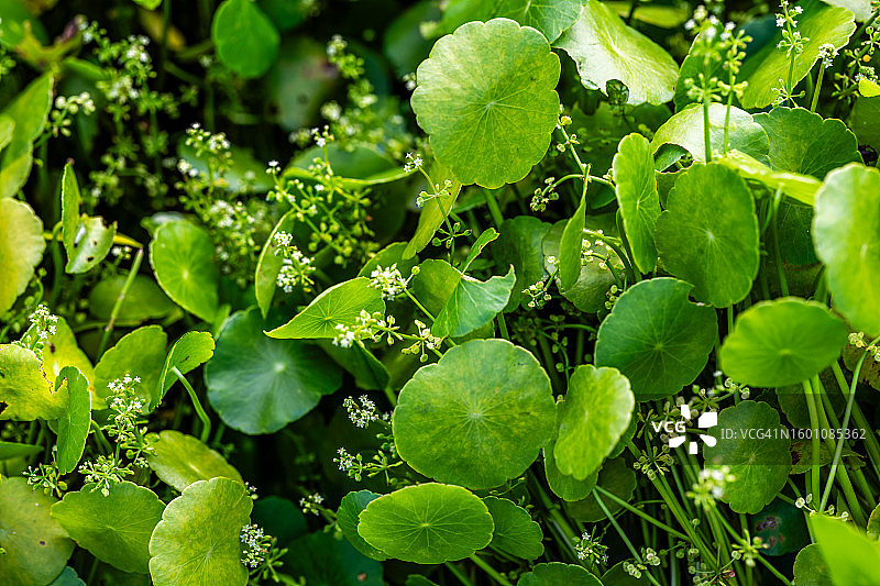 湿植物特写图片素材