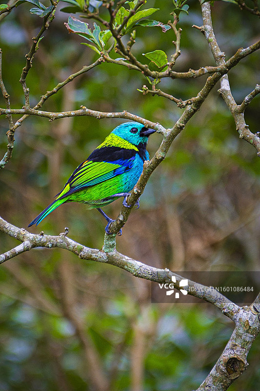 栖息在树枝上的棕色鹂的特写图片素材