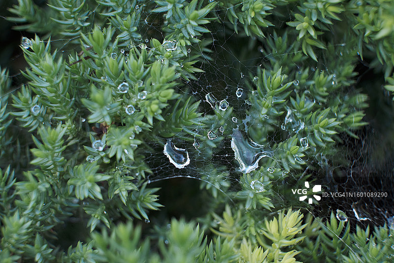 奥地利松树特写图片素材