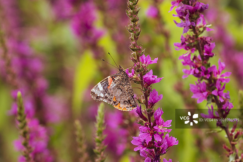 蝴蝶在紫色花朵上采蜜特写，英国图片素材