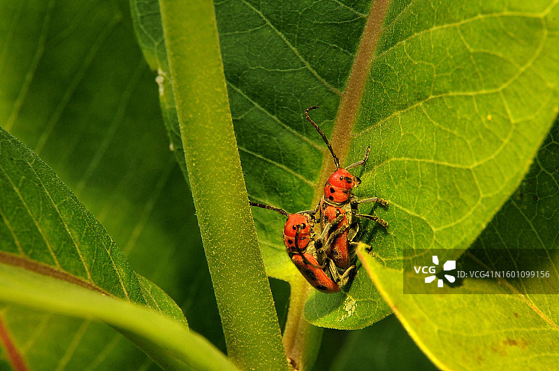 美国伊利诺伊州芝加哥树叶上的昆虫特写图片素材