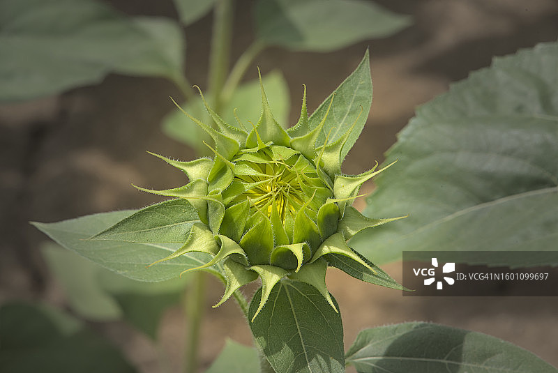 绿色植物特写图片素材