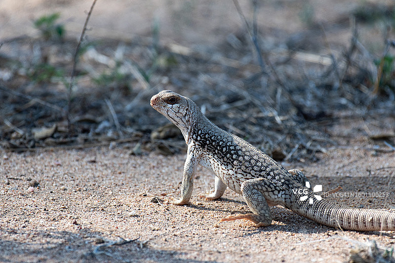 岩石上的蜥蜴特写，墨西哥卡波圣卢卡斯图片素材
