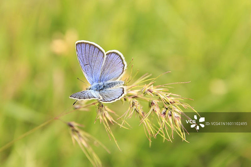 蝴蝶在花上的特写图片素材