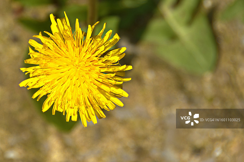 黄花的特写图片素材