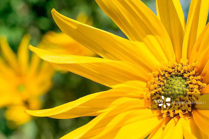 黄花的特写图片素材