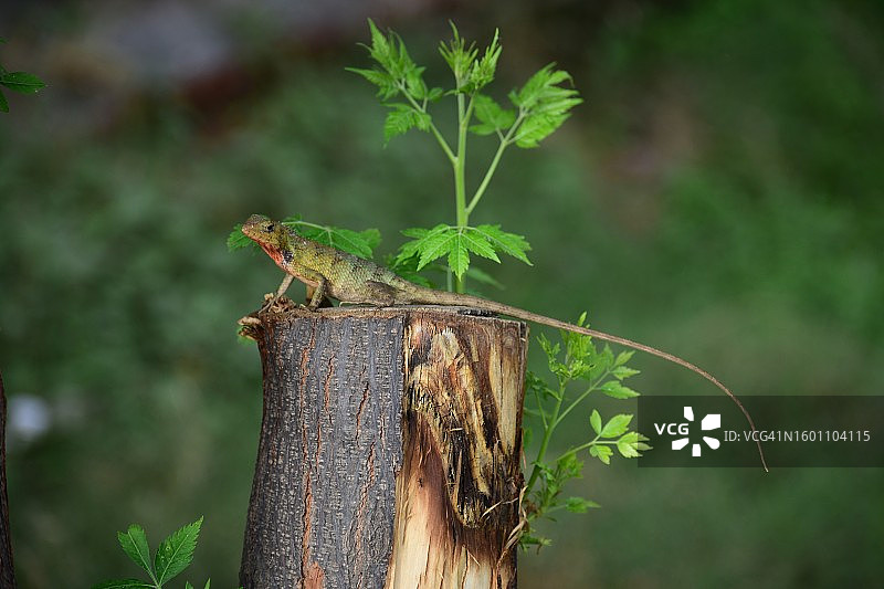 木头上的蛇怪的特写镜头图片素材