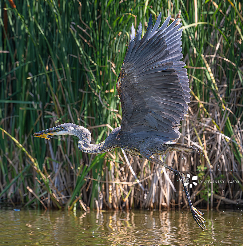 灰色苍鹭的特写图片素材
