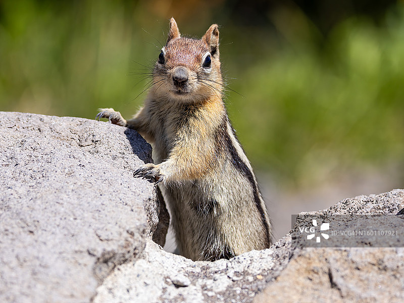 火山口湖国家公园岩石上的土拨鼠特写图片素材